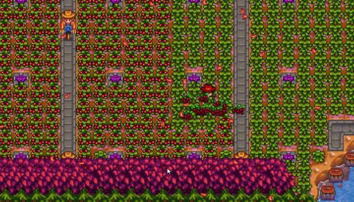 星露谷物语秋天种什么最值钱3