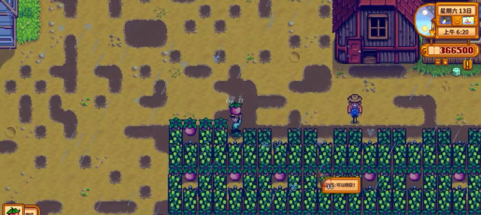 星露谷物语甜瓜的收益怎么样2