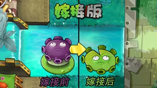 《植物大战僵尸嫁接版》新植物忧郁菇荷叶介绍1