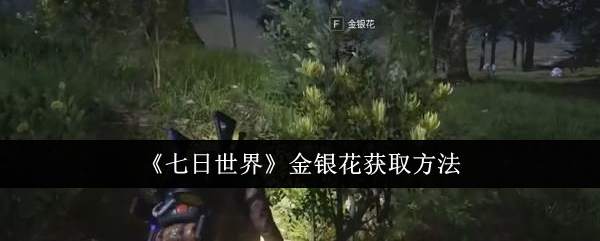 七日世界金银花怎么获取1