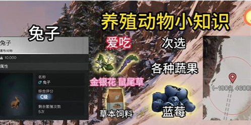 七日世界动物养什么好2