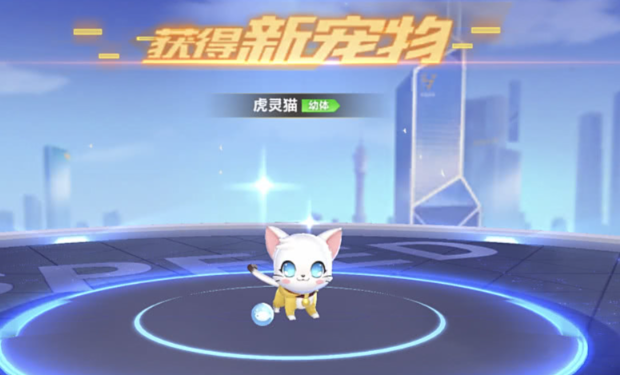 qq飞车许愿哪个宠物好_qq飞车许愿池哪个好