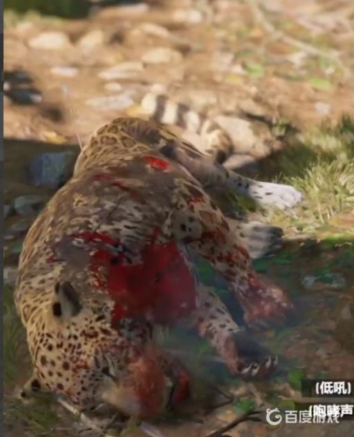 古墓丽影暗影美洲豹皮哪里刷?2