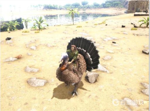 方舟火鸡怎么驯服?2