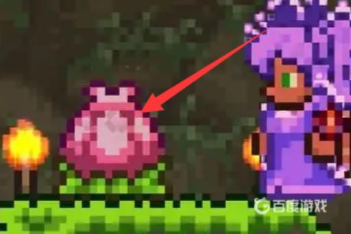 泰拉瑞亚世纪之花花苞农场怎么做?4