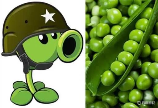 植物大战僵尸中豌豆射手的原型是什么?_植物大战僵尸里的豌豆射手是什么植物
