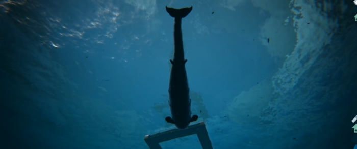 方舟生存进化龙王鲸怎么驯服3