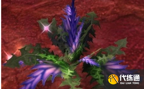 盲目草多少能采_盲目草价格